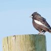 Black And White Sparrow Bird Animal Paint By Number