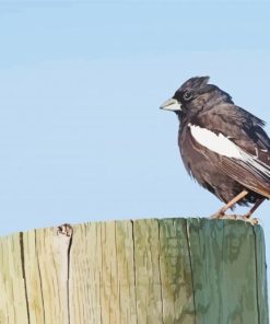 Black And White Sparrow Bird Animal Paint By Number