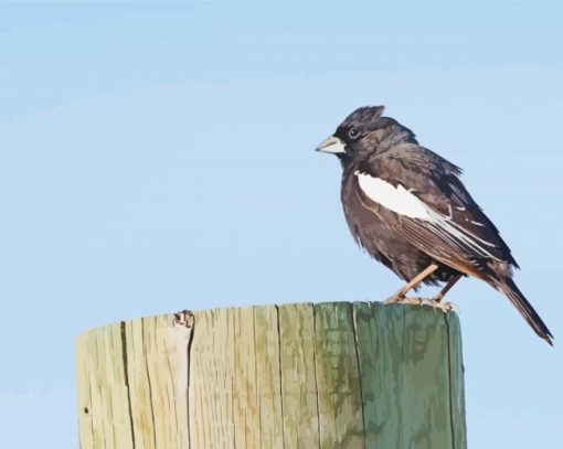 Black And White Sparrow Bird Animal Paint By Number