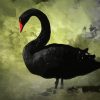 Black Swan Bird Paint By Number