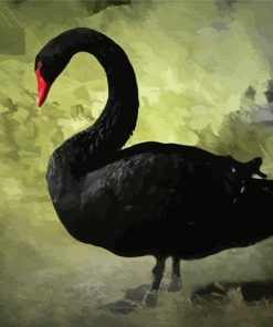 Black Swan Bird Paint By Number