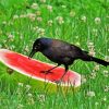 Crows With Watermelon Paint By Number