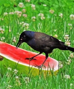 Crows With Watermelon Paint By Number