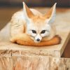 Cute Baby Fennec Fox Paint By Number