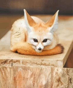 Cute Baby Fennec Fox Paint By Number