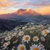 Daisies In Mount St Helens Paint By Number