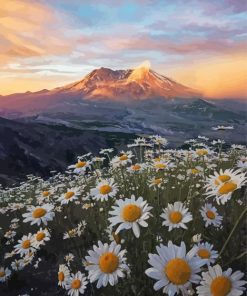 Daisies In Mount St Helens Paint By Number