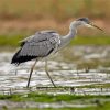 Grey Heron Bird Paint By Number