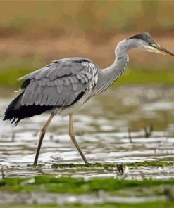 Grey Heron Bird Paint By Number