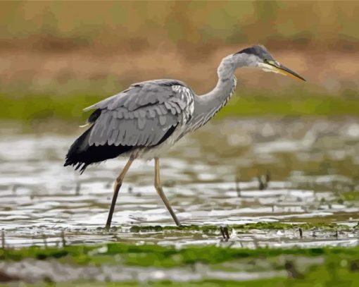 Grey Heron Bird Paint By Number