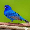 Indigo Bunting Bird On Tree Paint By Number