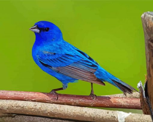 Indigo Bunting Bird On Tree Paint By Number