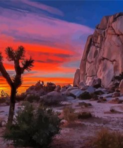 Joshua Tree National Forest Sunset Paint By Number