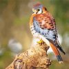 Kestrel Bird Paint By Number