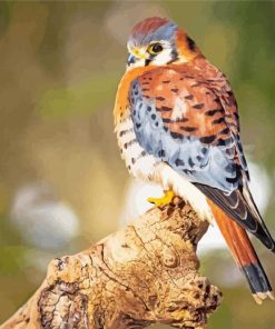 Kestrel Bird Paint By Number