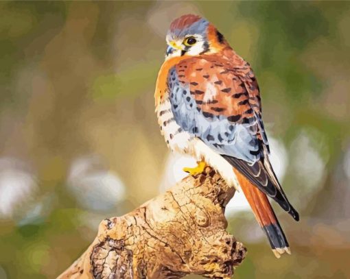 Kestrel Bird Paint By Number