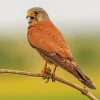 Kestrel On A Branch Paint By Number