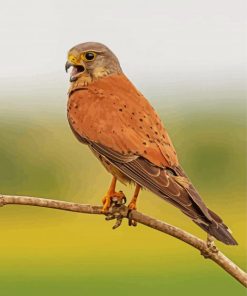 Kestrel On A Branch Paint By Number