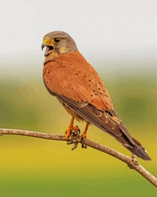 Kestrel On A Branch Paint By Number