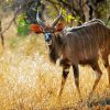 Nyala Paint By Number