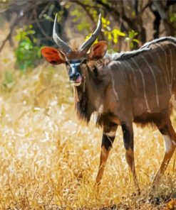 Nyala Paint By Number