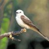 Oklahoma Flycatcher On Branch Paint By Number