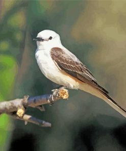 Oklahoma Flycatcher On Branch Paint By Number