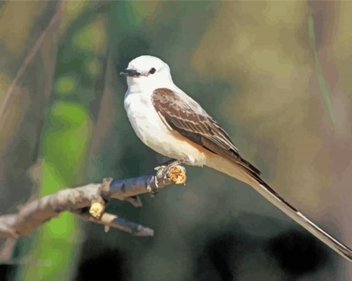 Oklahoma Flycatcher On Branch Paint By Number