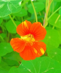 Orange Nasturtium Flower Paint By Number