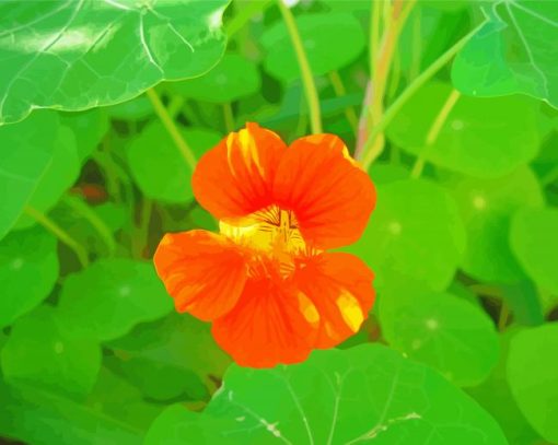 Orange Nasturtium Flower Paint By Number