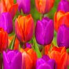 Orange Purple Tulips Paint By Number