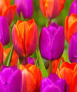 Orange Purple Tulips Paint By Number