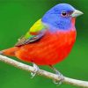 Painted Bunting Paint By Number