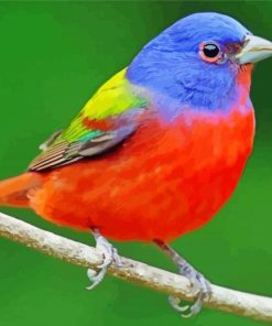 Painted Bunting Paint By Number