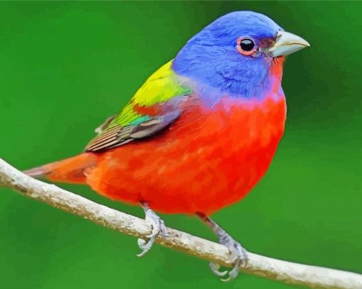 Painted Bunting Paint By Number