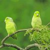 Parrotlet Birds On Tree Paint By Number