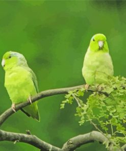 Parrotlet Birds On Tree Paint By Number