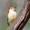 Red Bellied Woodpecker Paint By Number