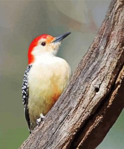 Red Bellied Woodpecker Paint By Number