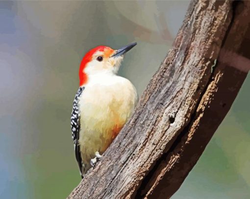 Red Bellied Woodpecker Paint By Number