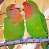 Rosy Faced Lovebirds On A Branch Paint By Number