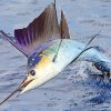 Sailfish Jumping Out Of The Sea Paint By Number