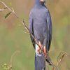 Snail Kite Paint By Number