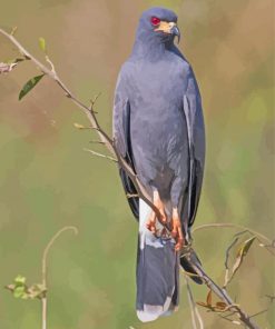 Snail Kite Paint By Number