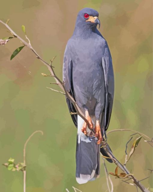 Snail Kite Paint By Number