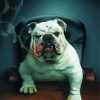 The Bulldog Smoking Cigar Paint By Number