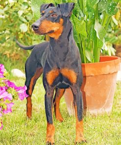 The Manchester Terrier Dog Paint By Number