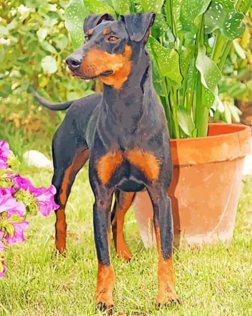 The Manchester Terrier Dog Paint By Number