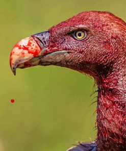 Vulture Paint By Number