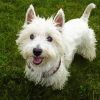 White Highland Terrier Paint By Number